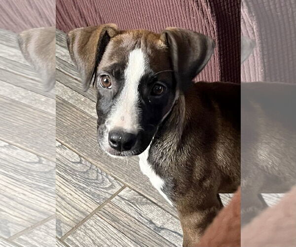 Medium Photo #12 Mutt Puppy For Sale in Mount Laurel, NJ, USA