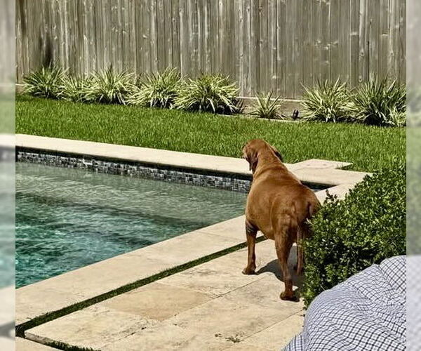 Medium Photo #5 Beagle-Unknown Mix Puppy For Sale in Houston, TX, USA