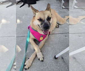 Mutt Dogs for adoption in Topeka, KS, USA