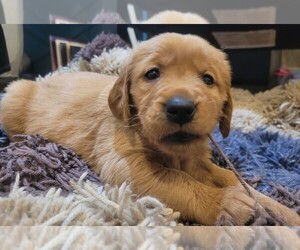 Golden Retriever Puppy for sale in COLLEGE STATION, TX, USA
