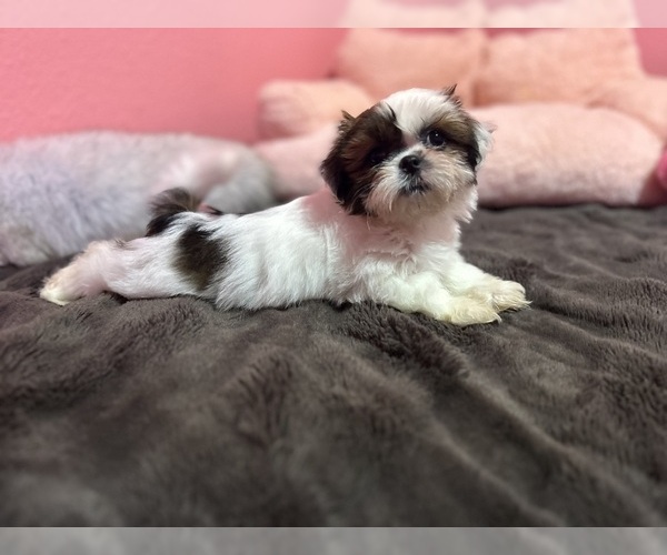 Medium Photo #29 Shih Tzu Puppy For Sale in VENETA, OR, USA