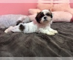 Small Photo #29 Shih Tzu Puppy For Sale in VENETA, OR, USA