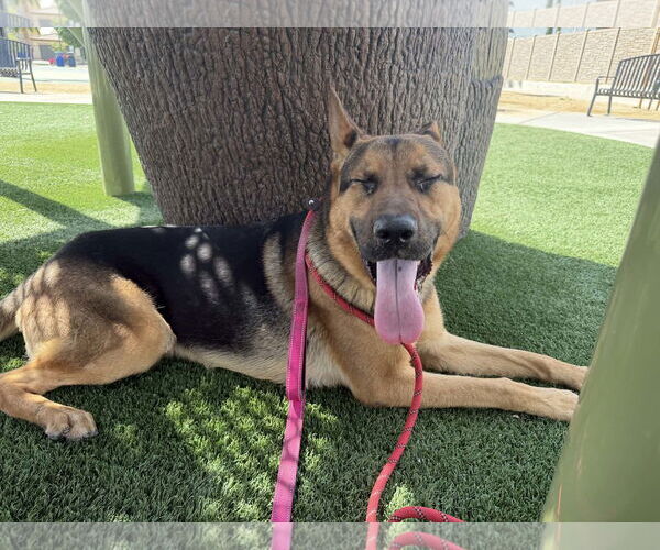 Medium Photo #5 Chow Chow-Unknown Mix Puppy For Sale in El Centro, CA, USA
