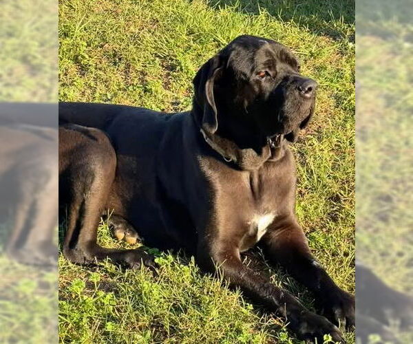 Medium Photo #1 Brazilian Mastiff Puppy For Sale in Jasper, AL, USA