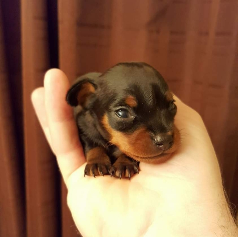 Medium Photo #18 Miniature Pinscher Puppy For Sale in BULGER, PA, USA