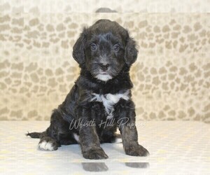 Miniature Bernedoodle Puppy for sale in DENVER, PA, USA