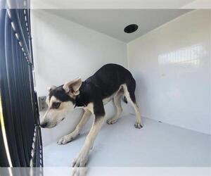 Siberian Husky-Unknown Mix Dogs for adoption in Houston, TX, USA