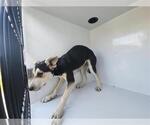 Small Siberian Husky Mix