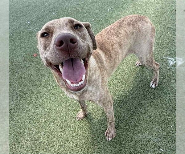 Medium Photo #2 American Pit Bull Terrier-Unknown Mix Puppy For Sale in Pasadena, TX, USA