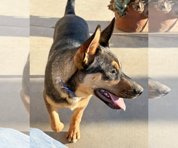 Medium Photo #4 Gerberian Shepsky Puppy For Sale in Corona, CA, USA