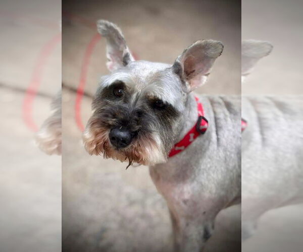 Medium Photo #2 Mutt Puppy For Sale in St. Louis Park, MN, USA