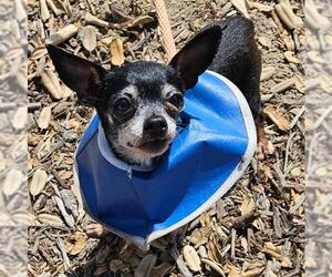 Chihuahua Dogs for adoption in Camarillo, CA, USA