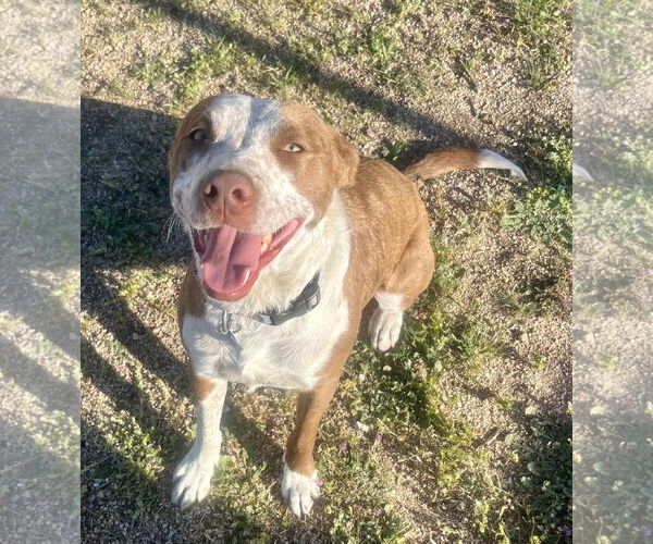 Medium Photo #4 Mutt Puppy For Sale in Lancaster, CA, USA