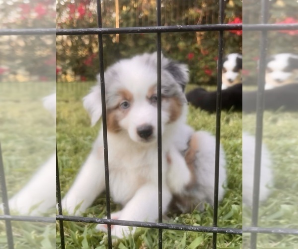 Medium Photo #62 Miniature Australian Shepherd Puppy For Sale in LA CANADA FLINTRIDGE, CA, USA