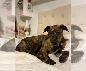 Charlie - Male Labrador Retriever-Plott Hound Mix Dog for Adoption - Photo #3