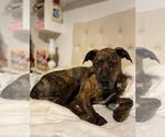 Small #2 Labrador Retriever-Plott Hound Mix