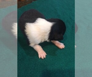 Australian Shepherd Puppy for sale in JURUPA VALLEY, CA, USA