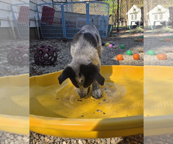 Medium Photo #5 Mutt Puppy For Sale in Garden City, NY, USA