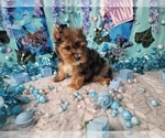 Elderberry - Male Yorkshire Terrier Puppy for Sale - Photo #2