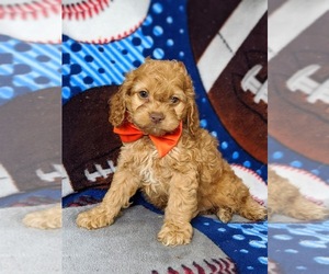 Cocker Spaniel-Poodle (Miniature) Mix Puppy for sale in NOTTINGHAM, PA, USA