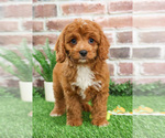 Small #3 Cavapoo (Miniature)