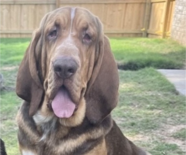 Medium Photo #1 Bloodhound Puppy For Sale in JOPLIN, MO, USA