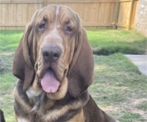 Father of the Bloodhound puppies born on 06/03/2022