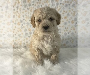 Poodle (Miniature) Puppy for sale in FREDERICKSBURG, OH, USA