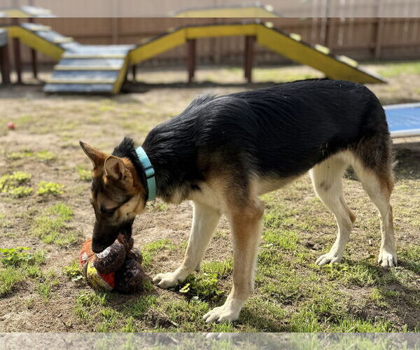 Medium Photo #4 German Shepherd Dog Puppy For Sale in San Diego, CA, USA