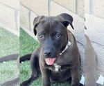 Small #3 Labrador Retriever Mix