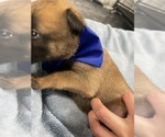 Small Photo #217 Belgian Malinois Puppy For Sale in REESEVILLE, WI, USA