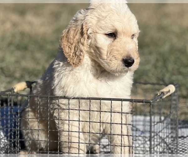 Medium Photo #4 Goldendoodle Puppy For Sale in MARYVILLE, MO, USA