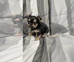 Small Photo #4 Yorkshire Terrier Puppy For Sale in HUNTSVILLE, AL, USA