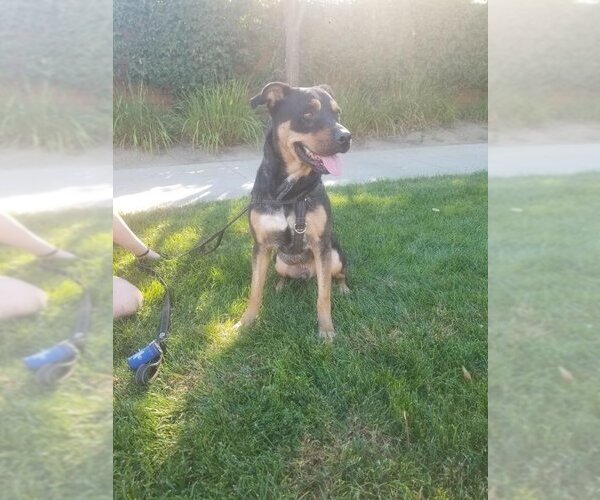 Medium Photo #2 Rottweiler-Unknown Mix Puppy For Sale in Dana Point, CA, USA