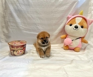 Shiba Inu Puppy for Sale in ORANGE, California USA