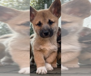 Cardigan Welsh Corgi-Pomsky Mix Puppy for sale in TACOMA, WA, USA