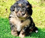 Puppy Aster Miniature Bernedoodle