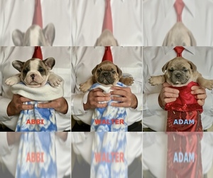 French Bulldog Litter for sale in WEXFORD, PA, USA