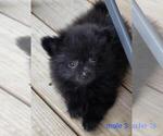 Image preview for Ad Listing. Nickname: Litter of 4