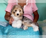 Small #9 Aussiedoodle Miniature 