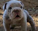 Small Photo #26 English Bulldog Puppy For Sale in HESPERIA, CA, USA