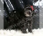 Small #4 Maltipoo
