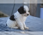 Small #4 Poodle (Toy)