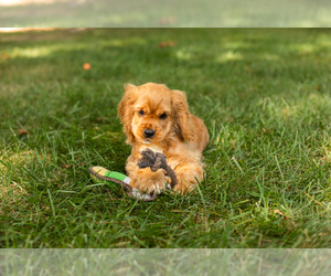 Cocker Spaniel Puppy for sale in NAPPANEE, IN, USA