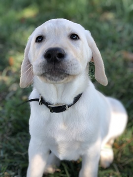 Medium Photo #2 Labrador Retriever Puppy For Sale in SENECA, KS, USA