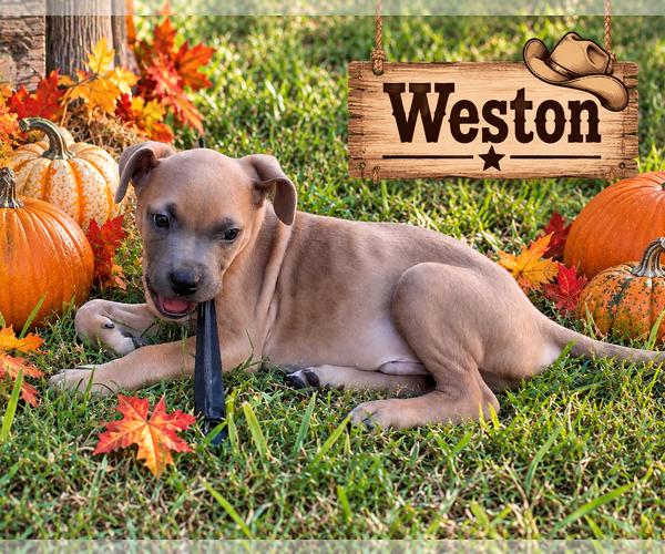 Medium Photo #4 Boxer-Unknown Mix Puppy For Sale in Euless, TX, USA