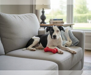 Cassius ~ meet me! - Male American Pit Bull Terrier Dog for Adoption - Photo #2