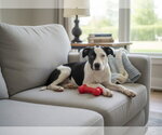 Small Photo #2 American Pit Bull Terrier Puppy For Sale in Southbury, CT, USA