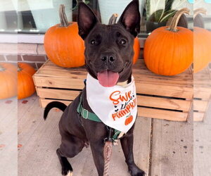 Ocean - Female American Staffordshire Terrier Dog for Adoption - Photo #4