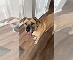 Small #1 Anatolian Shepherd